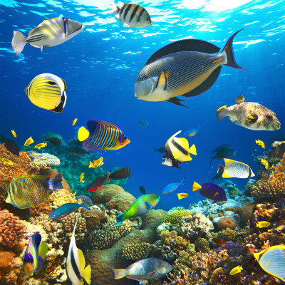 Tropical Fish on a Coral Reef jigsaw puzzle in Under the Sea puzzles on ...