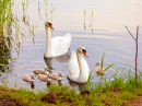 Swans with Сygnets