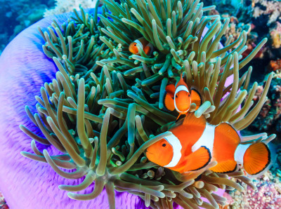 Pacific Clownfish jigsaw puzzle in Under the Sea puzzles on ...