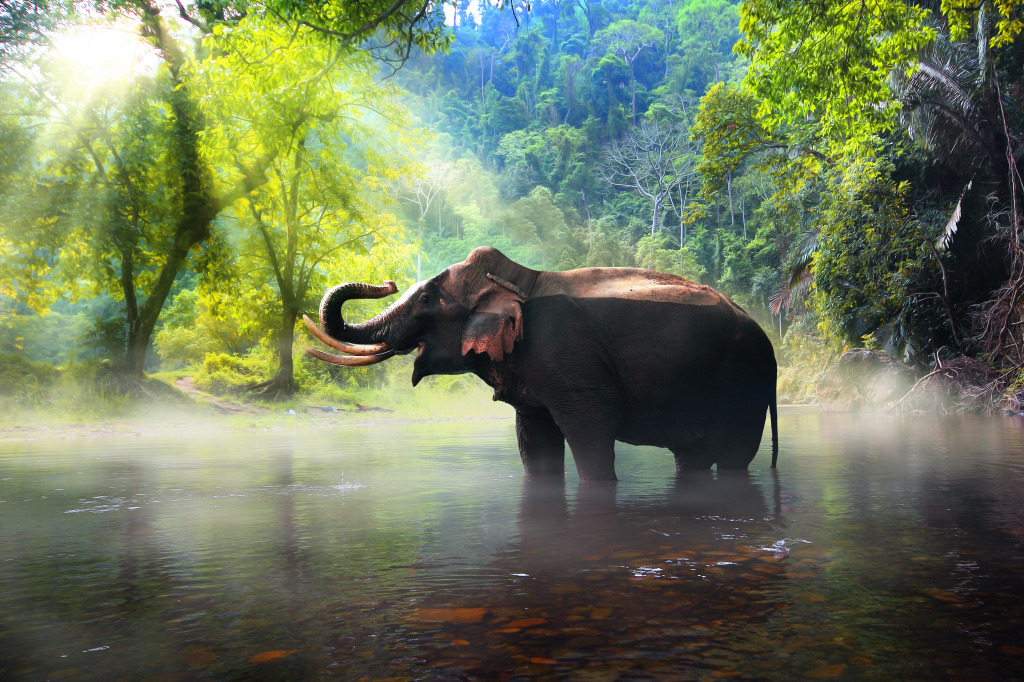 Wilder Elefant in Thailand jigsaw puzzle in Tiere puzzles on TheJigsawPuzzles.com