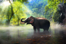 Wild Elephant in Thailand