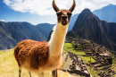 Llama at Machu Picchu, Peruvian Andes