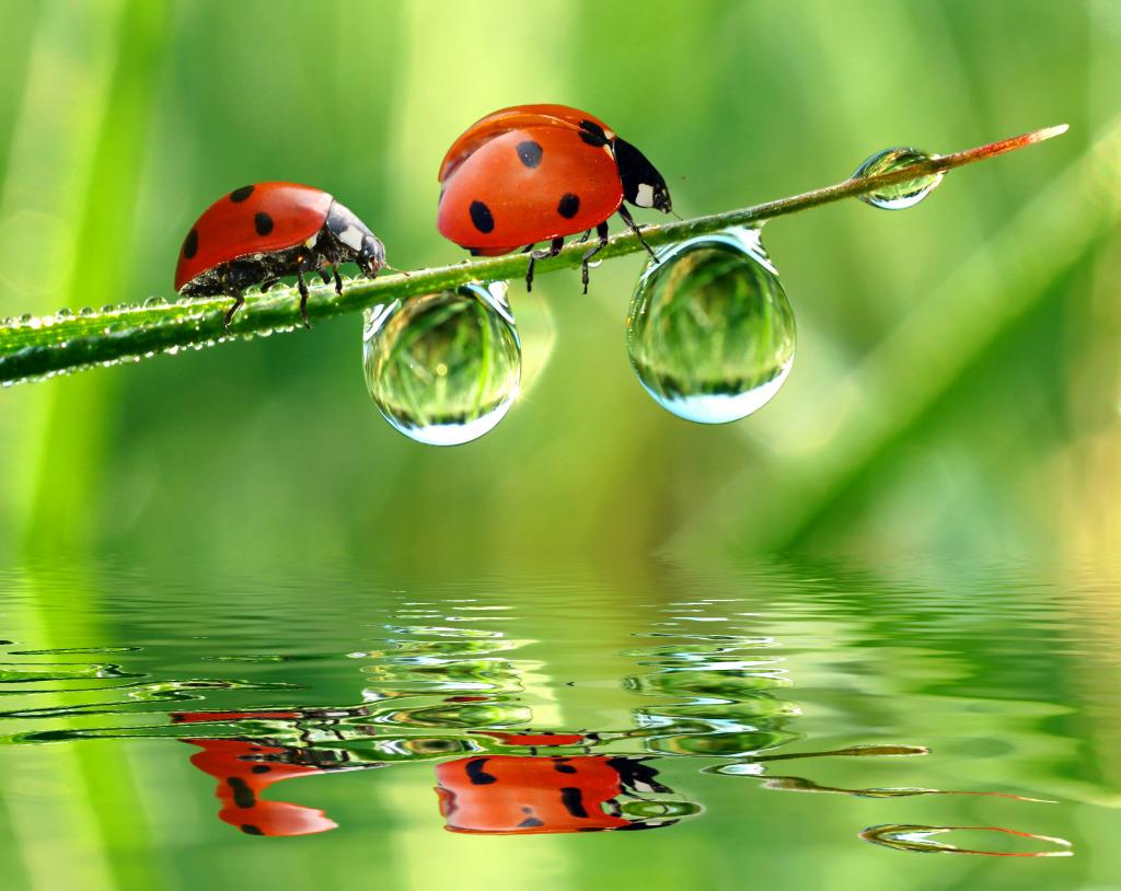 Fresh Morning Dew and Ladybirds jigsaw puzzle in Animals puzzles on TheJigsawPuzzles.com