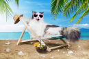 Cat on Vacation
