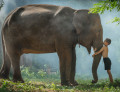 Thai Boy with His Elephant