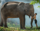 Thai Boy with His Elephant