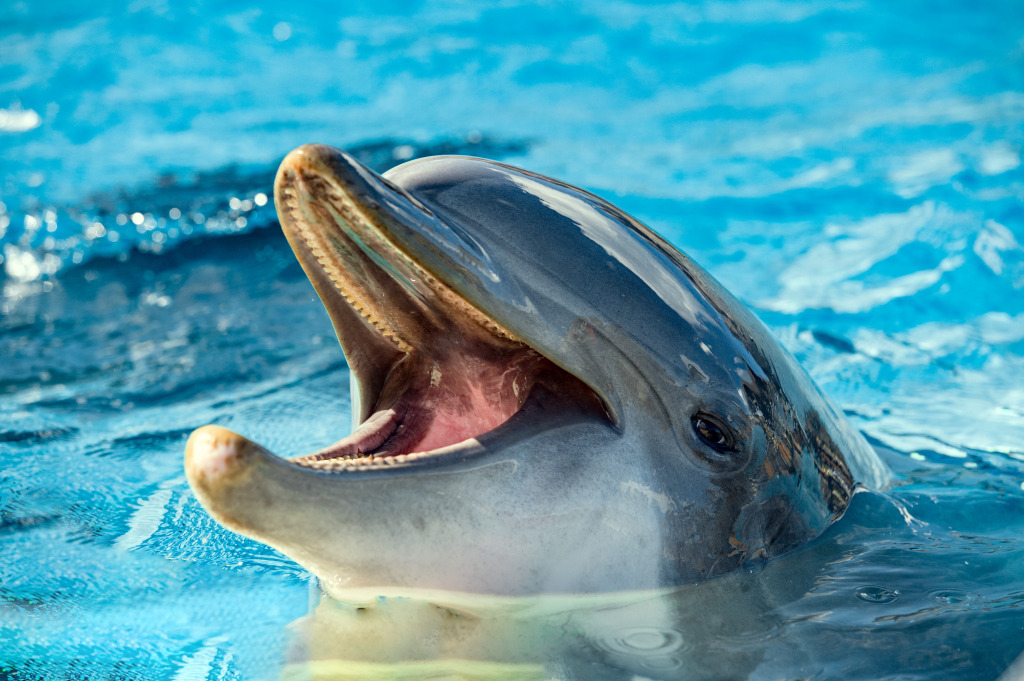 Dolphin Portrait jigsaw puzzle in Under the Sea puzzles on TheJigsawPuzzles.com