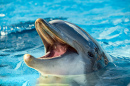 Dolphin Portrait