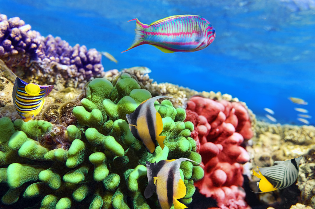 Red Sea, Egypt jigsaw puzzle in Under the Sea puzzles on ...
