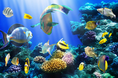 Tropical Fish on a Coral Reef jigsaw puzzle in Under the Sea puzzles on ...