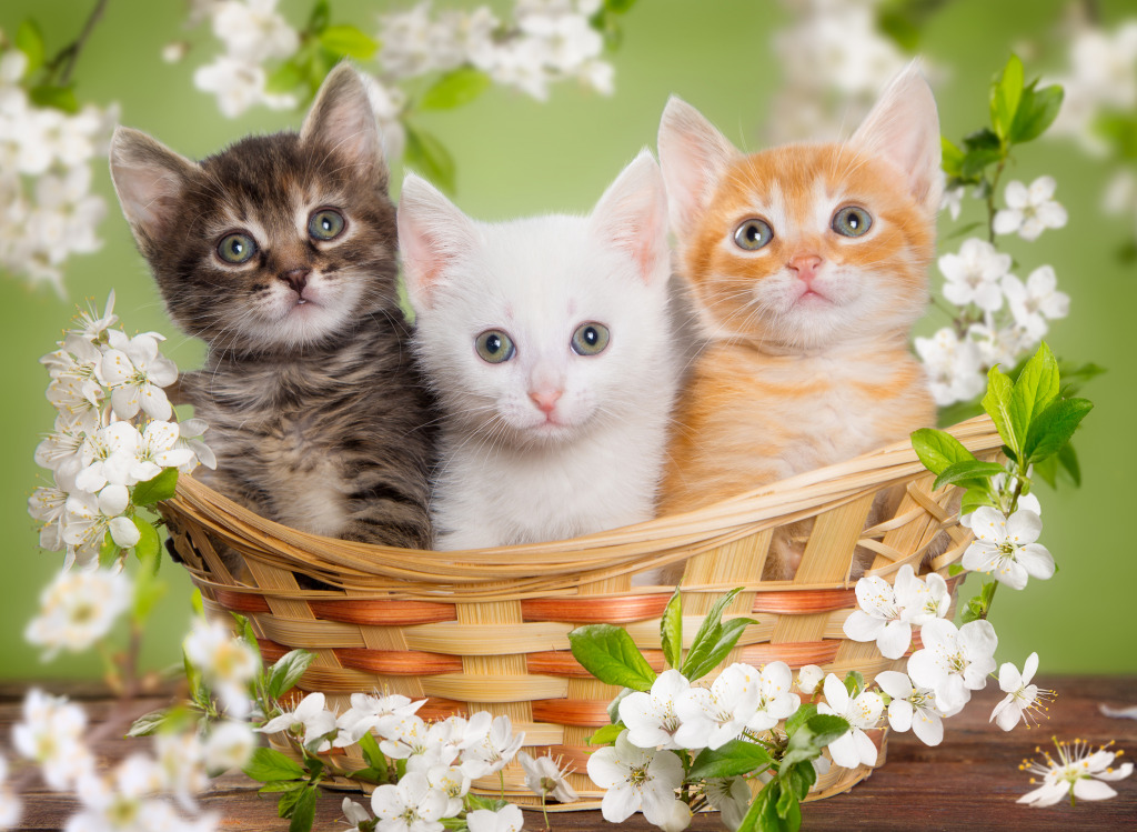 Troid petits chatons jigsaw puzzle in Animaux puzzles on TheJigsawPuzzles.com
