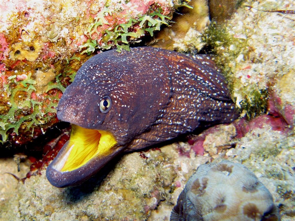 Yellowmouth Moray, Egypt jigsaw puzzle in Under the Sea puzzles on TheJigsawPuzzles.com