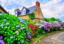 Hydrangeas in a Small French Village