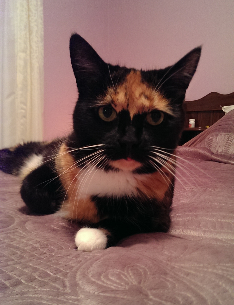 Snickers 1-18-17 jigsaw puzzle in Elaine Smith puzzles on TheJigsawPuzzles.com