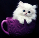 White Kitten in Purple Cup