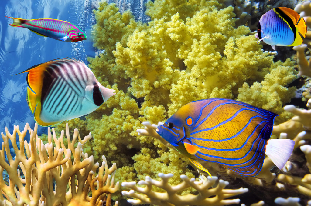 Poisson Tropical, Mer Rouge, Egypte jigsaw puzzle in Sous les mers puzzles on TheJigsawPuzzles.com