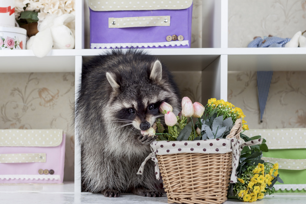 Funny Raccoon jigsaw puzzle in Animals puzzles on TheJigsawPuzzles.com