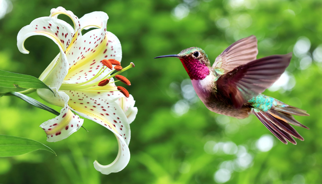 Hummingbird next to Lily Flowers jigsaw puzzle in Animals puzzles on TheJigsawPuzzles.com