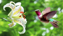 Hummingbird next to Lily Flowers