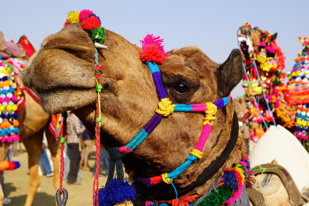 Camel Festival in Bikaner, India jigsaw puzzle in Animals puzzles on TheJigsawPuzzles.com