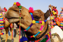 Camel Festival in Bikaner, India