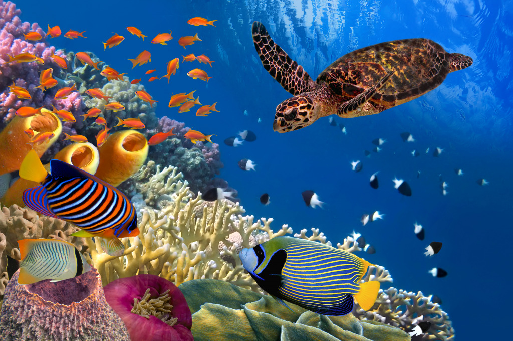 Korallenriff mit einer Meeresschildkröte jigsaw puzzle in Unter dem Meer puzzles on TheJigsawPuzzles.com