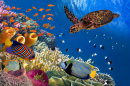 Coral Reef with Sea Turtle