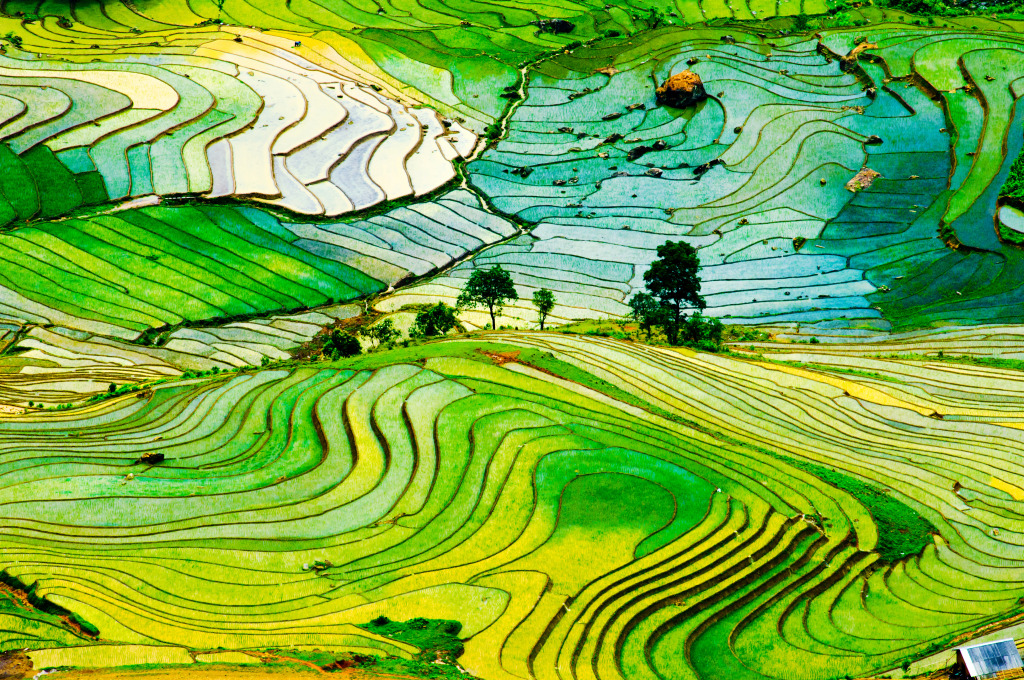 Rice Terraces in Laocai Province, Vietnam jigsaw puzzle in Great Sightings puzzles on TheJigsawPuzzles.com