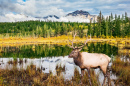 Proud Elk in the Jasper NP