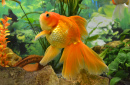 Aquarium Goldfish Carp