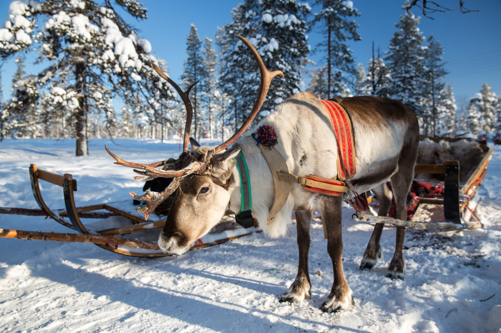 Rentier in Lappland, Finnland jigsaw puzzle in Tiere puzzles on TheJigsawPuzzles.com