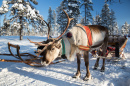 Reindeer In Lapland, Finland
