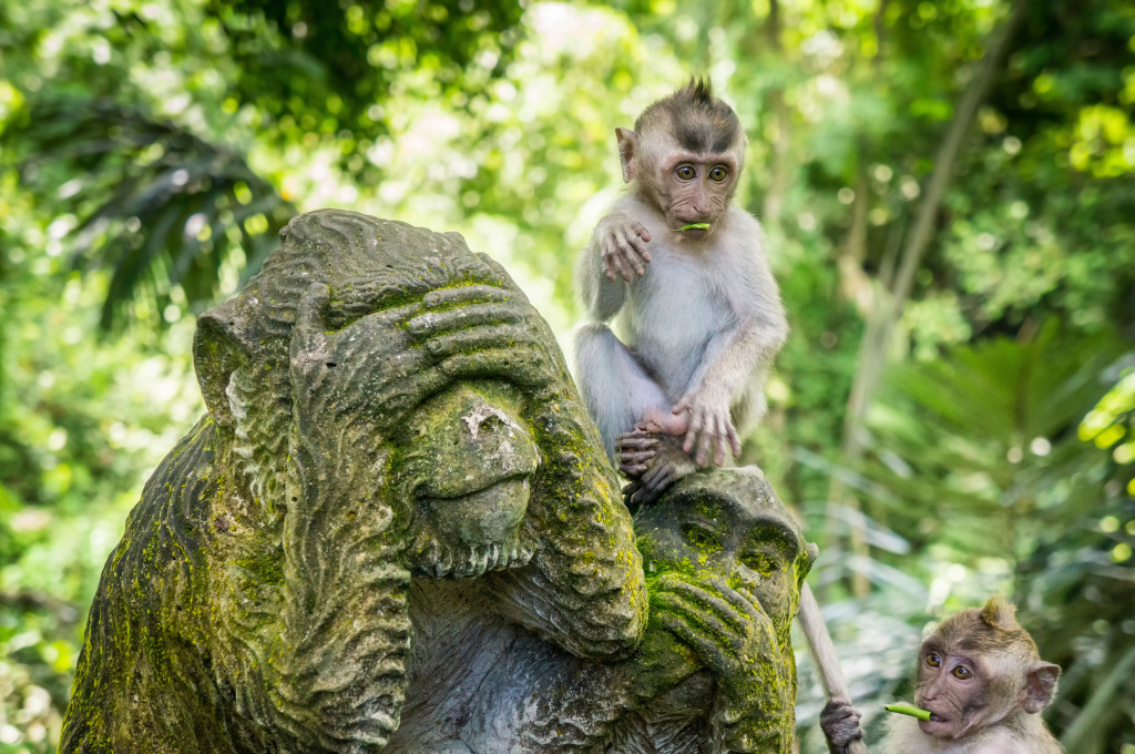 Floresta Sagrado do Macaco de Ubud, Bali jigsaw puzzle in Animais puzzles on TheJigsawPuzzles.com