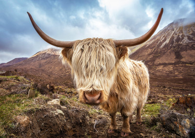 Glamaig Mountains Of Scotland Jigsaw Puzzle In Animals Puzzles On 