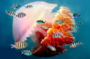 Fish and Mosaic Jellyfish