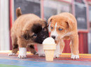 Puppies Sharing an Ice Cream