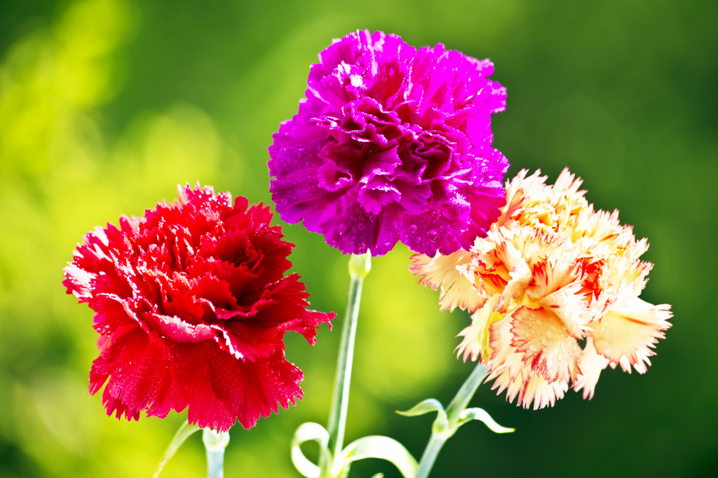 Carnations jigsaw puzzle in Macro puzzles on TheJigsawPuzzles.com