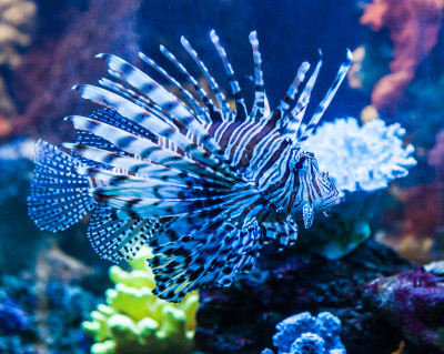 Lionfish in Dubai Aquarium jigsaw puzzle in Under the Sea puzzles on ...