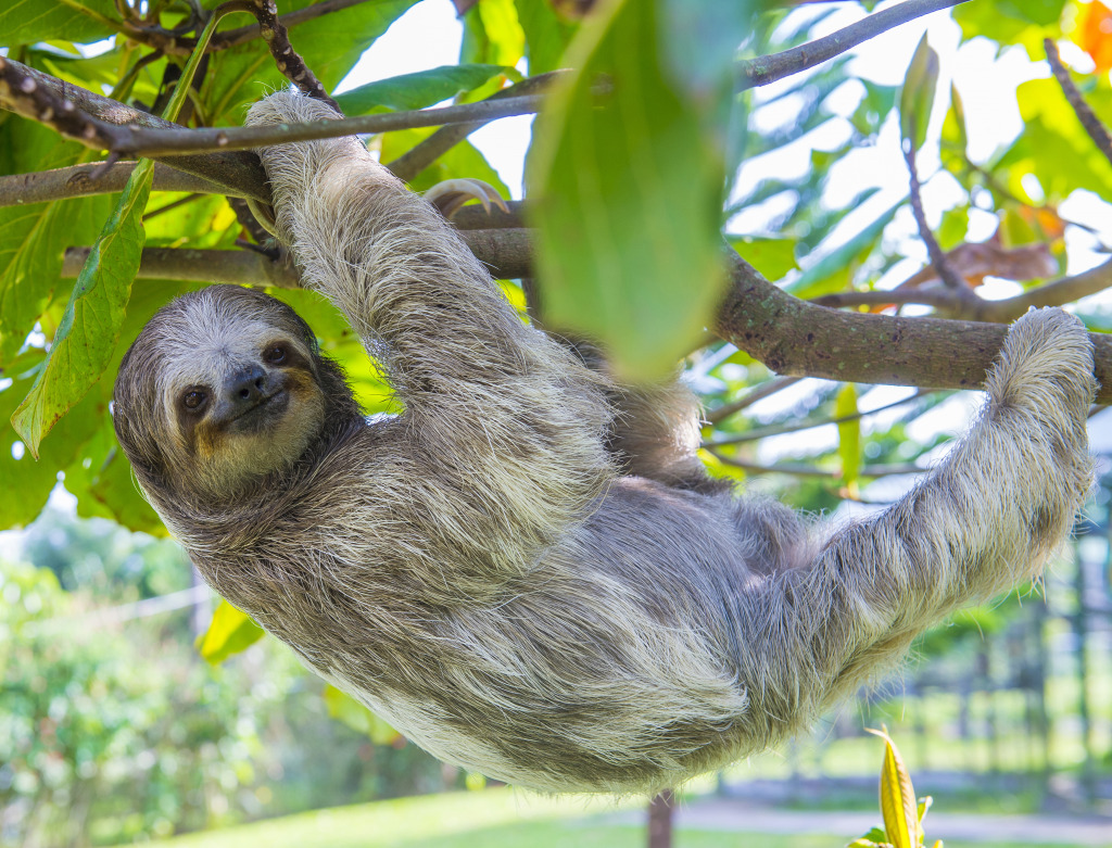 Sloth in Costa Rica Rainforest jigsaw puzzle in Animals puzzles on TheJigsawPuzzles.com