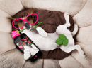 Jack Russell Terrier Taking a Selfie