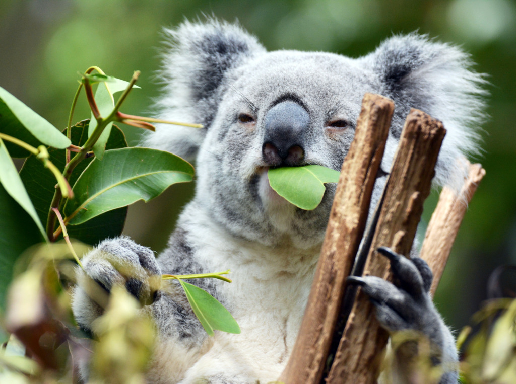 Lone Pine Koala Schutzgebiet, Brisbane jigsaw puzzle in Tiere puzzles on TheJigsawPuzzles.com