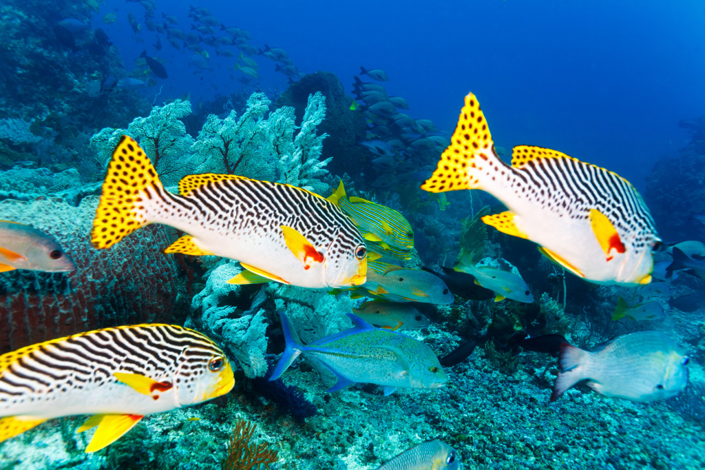 Sweetlips near Bali, Indonesia jigsaw puzzle in Under the Sea puzzles on TheJigsawPuzzles.com