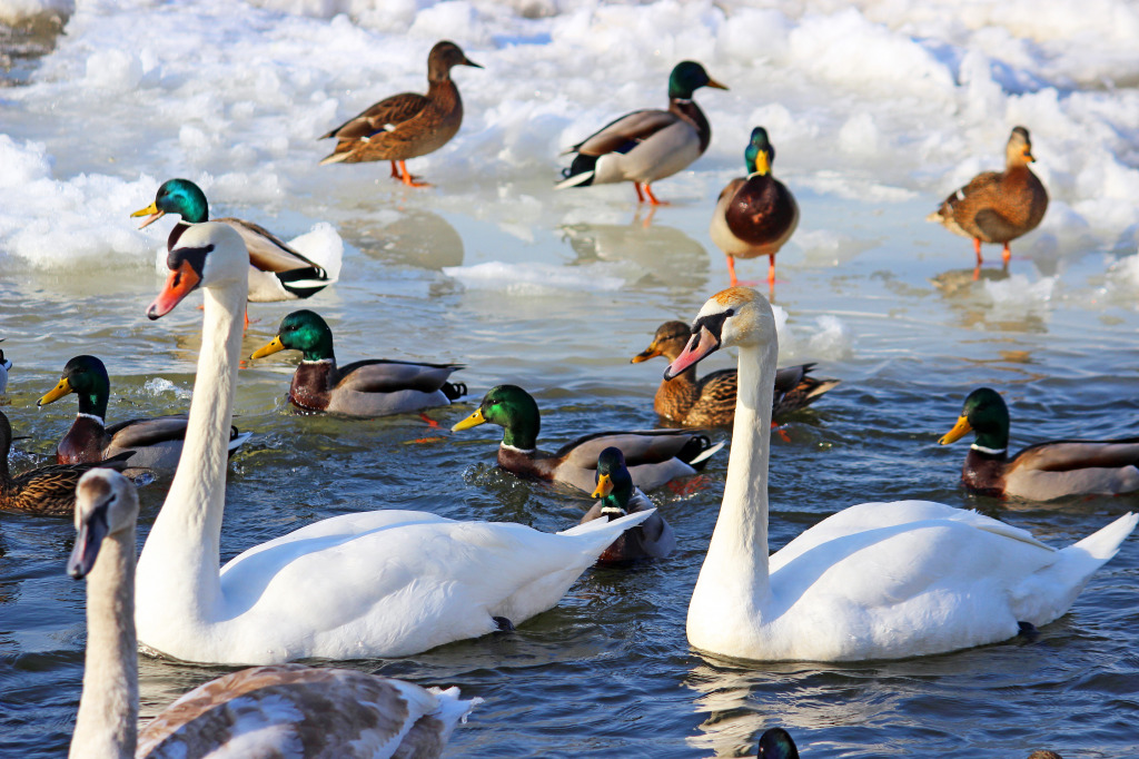 Cygnes et canards jigsaw puzzle in Animaux puzzles on TheJigsawPuzzles.com
