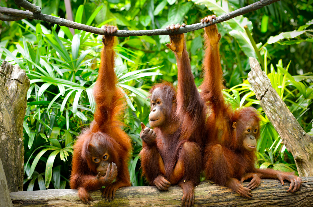 Orangutans jigsaw puzzle in Animals puzzles on TheJigsawPuzzles.com