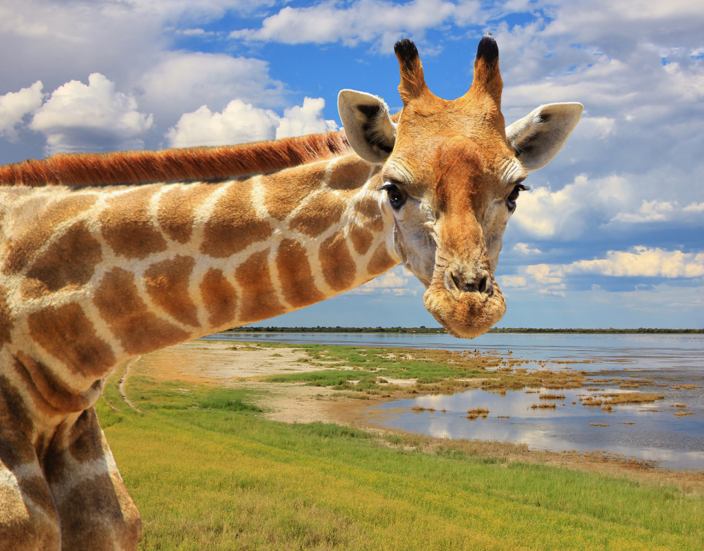 Curious Giraffe jigsaw puzzle in Animals puzzles on TheJigsawPuzzles.com
