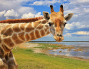 Curious Giraffe