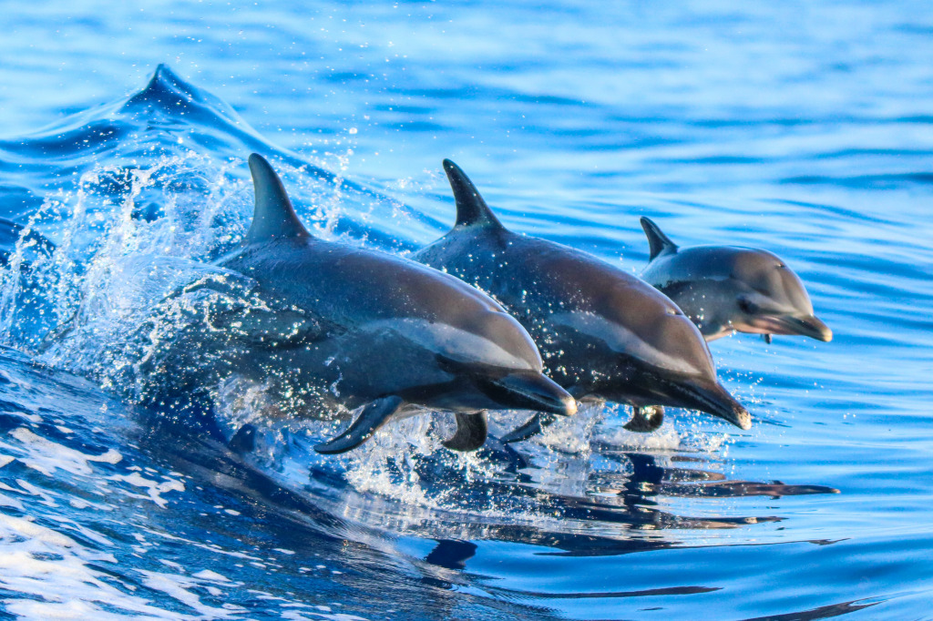 Spotted Dolphin Family jigsaw puzzle in Animals puzzles on TheJigsawPuzzles.com