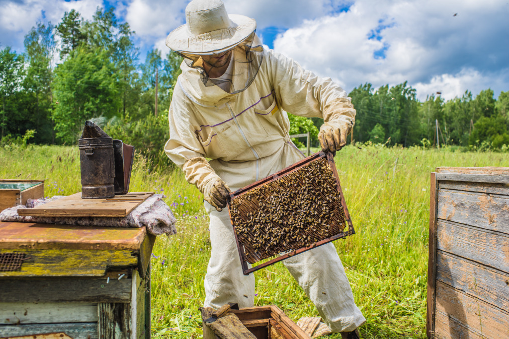 Beekeeper jigsaw puzzle in People puzzles on TheJigsawPuzzles.com