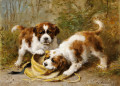 Two Saint-Bernard Puppies Playing with a Hat