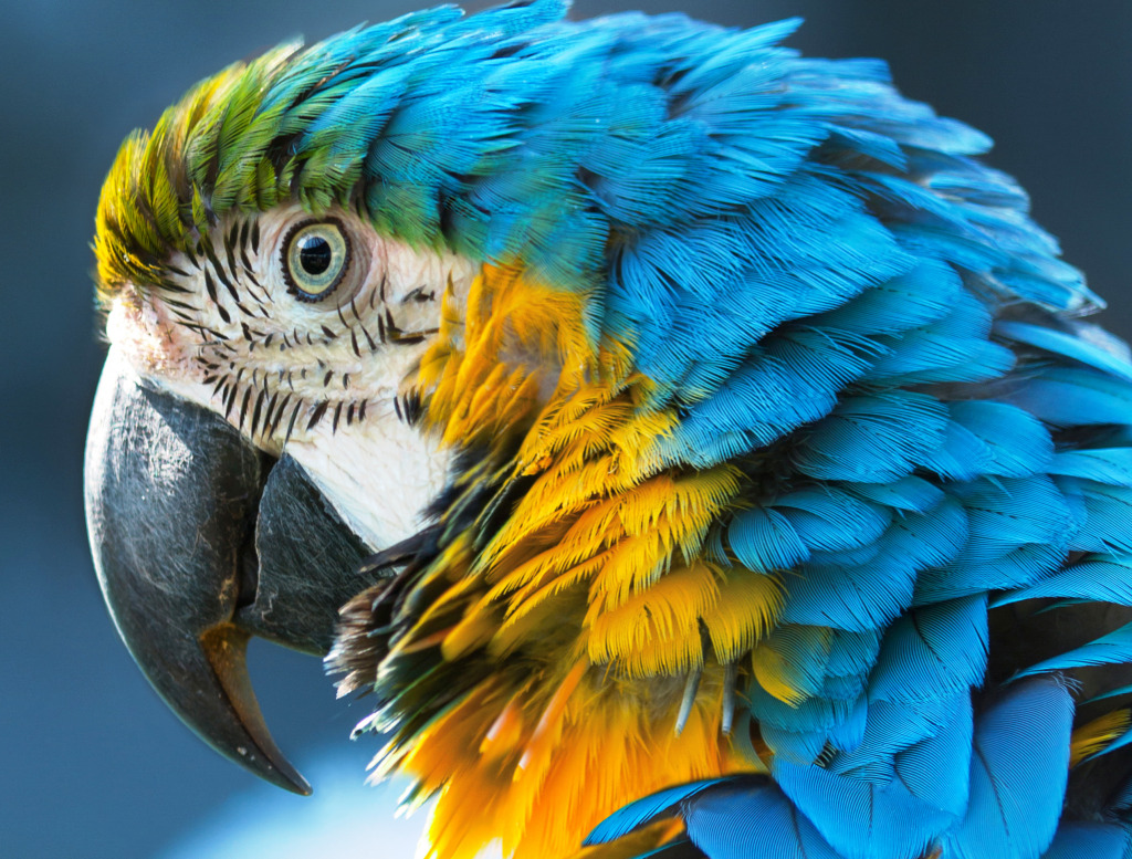 Blue-and-Yellow Macaw jigsaw puzzle in Macro puzzles on TheJigsawPuzzles.com
